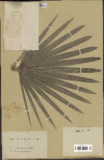 spécimen de Chamaerops humilis