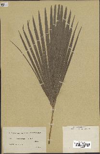 spécimen de Chamaerops humilis
