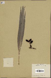 spécimen de Chamaerops humilis