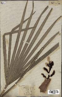 spécimen de Chamaerops humilis