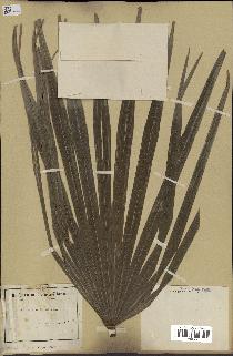 spécimen de Chamaerops humilis
