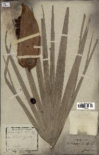 spécimen de Chamaerops humilis