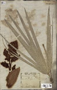 spécimen de Chamaerops humilis