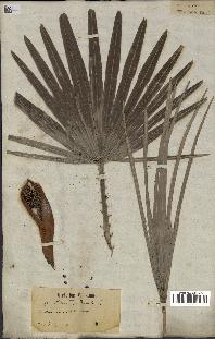 spécimen de Chamaerops humilis