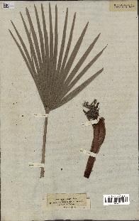 spécimen de Chamaerops humilis