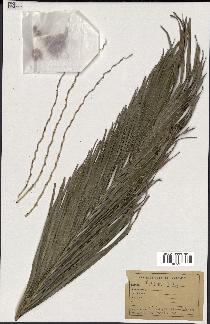 spécimen de indet.