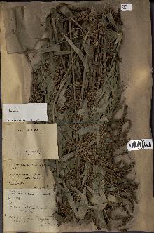 spécimen de Calamus viminalis