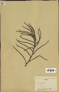 spécimen de Brahea edulis