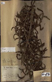 spécimen de Calamus sp.