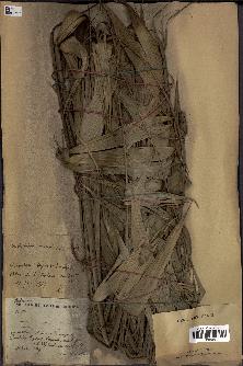 spécimen de Calamus sp.