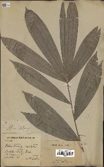 spécimen de Calamus sp.