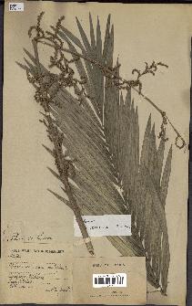 spécimen de Calamus sp.