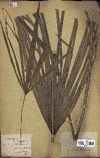 spécimen de Chamaerops humilis