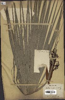 spécimen de Chamaerops humilis