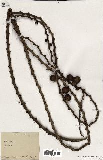 spécimen de Caryota sp.
