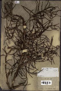 spécimen de Sabal jamaicensis