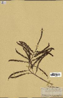 spécimen de Sabal umbraculifera