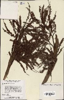 spécimen de Serenoa repens