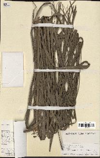 spécimen de Butia paraguayensis