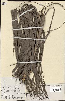 spécimen de Butia paraguayensis