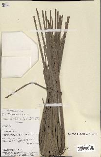 spécimen de Trithrinax schizophylla