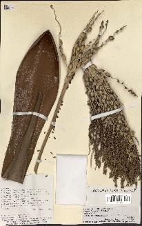 spécimen de Butia paraguayensis