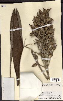 spécimen de Butia paraguayensis