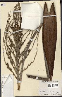 spécimen de Butia paraguayensis