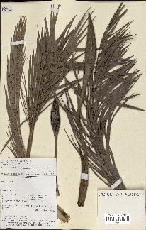 spécimen de Allagoptera campestris