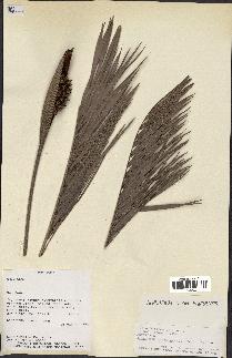 spécimen de Allagoptera campestris