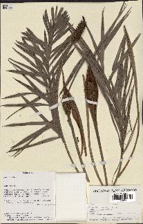 spécimen de Allagoptera campestris