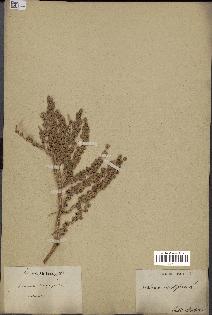 spécimen de Phoenix dactylifera