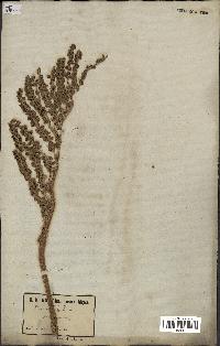 spécimen de Phoenix dactylifera