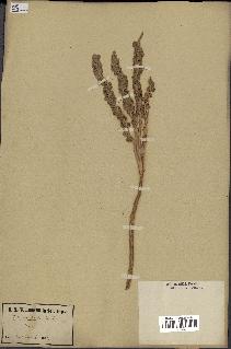 spécimen de Phoenix dactylifera