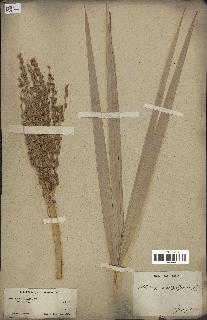 spécimen de Phoenix dactylifera