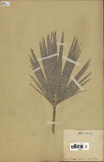 spécimen de Chamaerops humilis