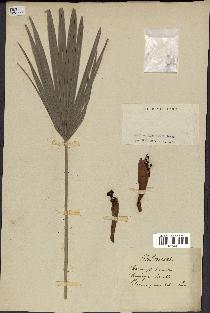 spécimen de Chamaerops humilis