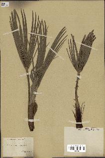 spécimen de Chamaerops humilis