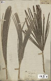 spécimen de Chamaerops humilis