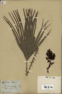 spécimen de Chamaerops humilis