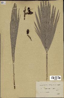 spécimen de Chamaerops humilis