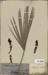 spécimen de Chamaerops humilis