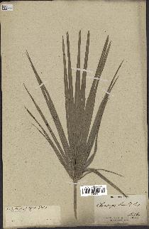 spécimen de Chamaerops humilis