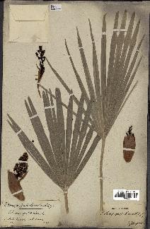 spécimen de Chamaerops humilis