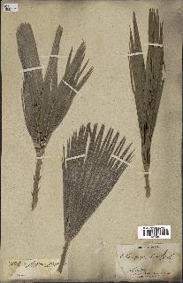 spécimen de Chamaerops humilis
