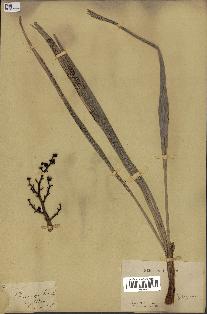 spécimen de Chamaerops humilis