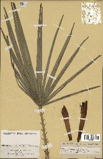 spécimen de Chamaerops humilis