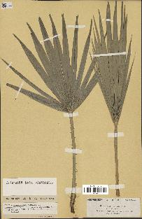 spécimen de Chamaerops humilis