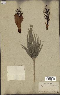 spécimen de Chamaerops humilis