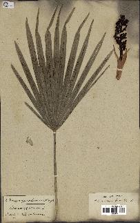 spécimen de Chamaerops humilis